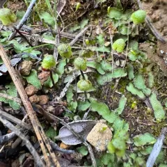 Asterella bolanderi thumbnail 1