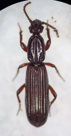 Clinidium calcaratum thumbnail 4