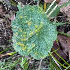 Hollyhock Rust thumbnail 4