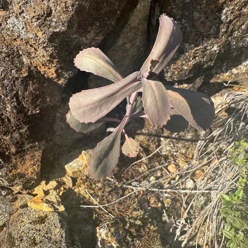 Mountain Jewelflower