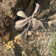 Mountain Jewelflower thumbnail 1