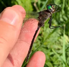 Williamson's Emerald thumbnail 1
