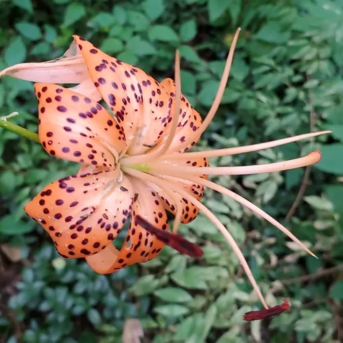tiger lily