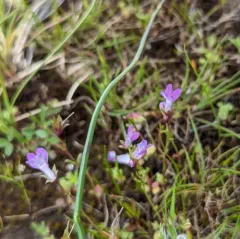 fewflower blue-eyed Mary thumbnail 4