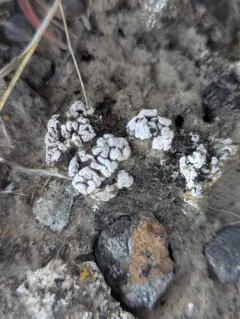 Cerebral Fishscale Lichen thumbnail 4