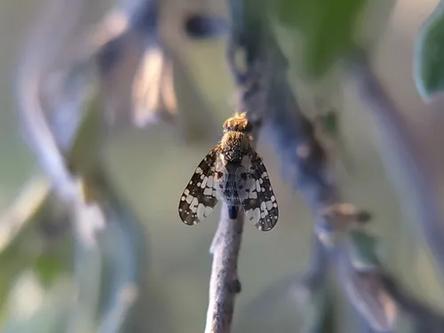 Oxyna utahensis