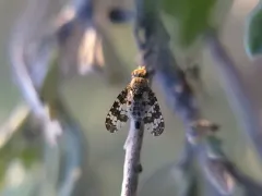 Oxyna utahensis thumbnail 1