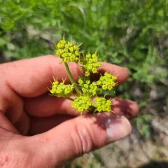 Thompson's Desert Parsley thumbnail 3
