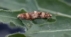 Ahmosia galbinea thumbnail 3