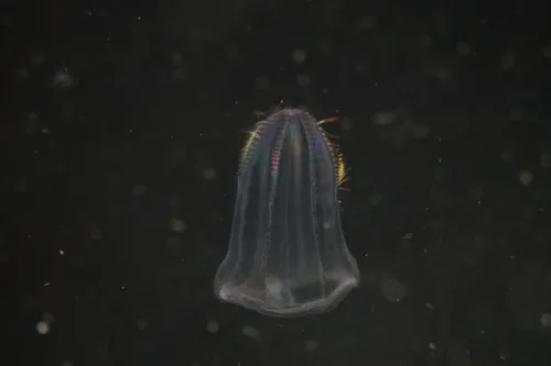 Beroe gracilis