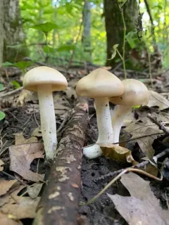 Wood Pinkgill thumbnail 2