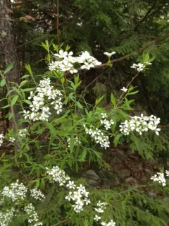 Thunberg's meadowsweet thumbnail 4