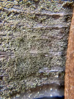 Chaenotheca phaeocephala thumbnail 2