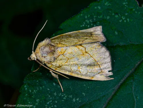 Gold Moth
