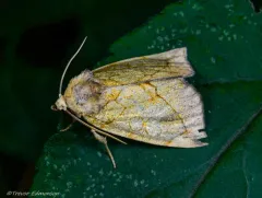 Gold Moth thumbnail 1