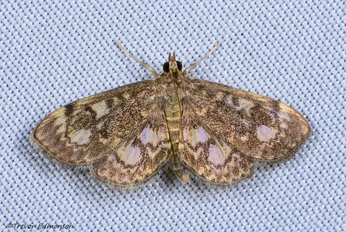 Anania plectilis