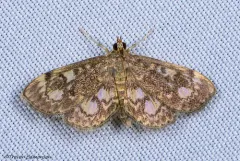 Anania plectilis thumbnail 1