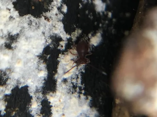 Ptenothrix atra