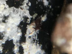 Ptenothrix atra thumbnail 1