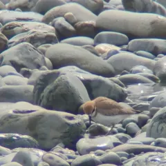 Greater Sand-Plover thumbnail 2
