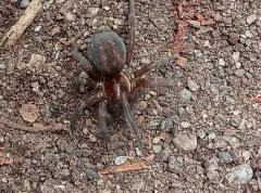 Arctobius agelenoides thumbnail 4