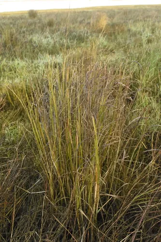 dense-flowered cord grass