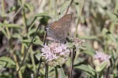Mountain Mahogany Hairstreak thumbnail 1