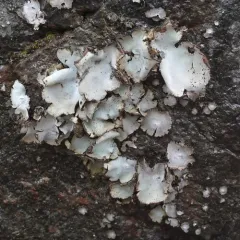 Arctic Frosted Rock Tripe thumbnail 4