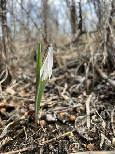 Midland Fawnlily