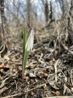 Midland Fawnlily thumbnail 1