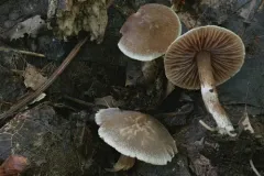 Cortinarius fragrantissimus thumbnail 1