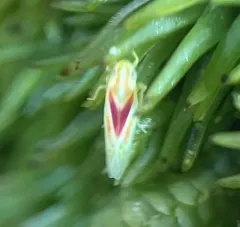 Erythridula victorialis thumbnail 3