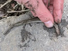 Chestnut Lamprey thumbnail 4