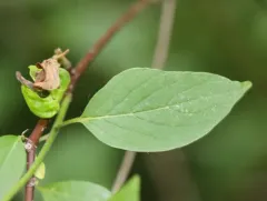 Neolasioptera cornicola thumbnail 2
