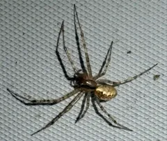 hammock spider thumbnail 3