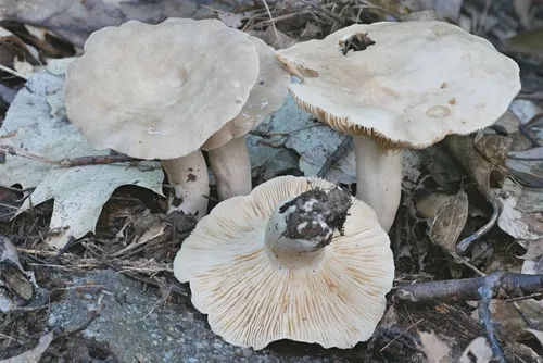 Lactarius fumosibrunneus