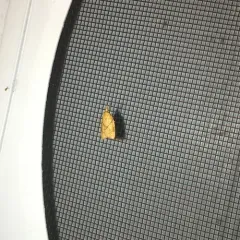 Reticulated Fruitworm Moth thumbnail 2