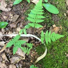 spinulose wood fern thumbnail 2
