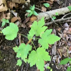 prickly gooseberry thumbnail 1