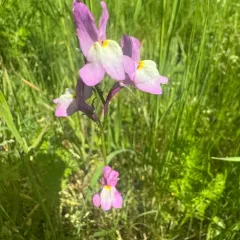 Annual Toadflax thumbnail 4