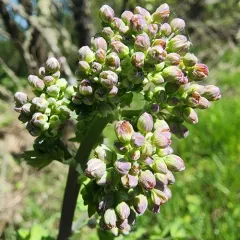 Torrey's Meadow Rue thumbnail 4