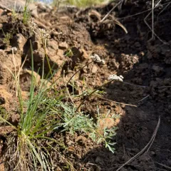 Geyer's Desert-parsley thumbnail 4