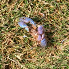 Digger Crayfish thumbnail 4
