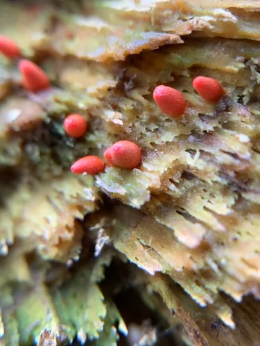Lycogala conicum