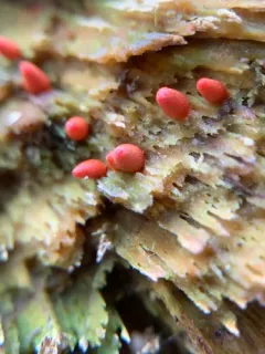 Lycogala conicum thumbnail 1