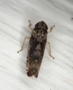 Scaphoideus carinatus thumbnail 4