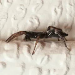 Sergiolus columbianus thumbnail 3