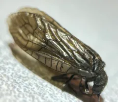 Sialis californica thumbnail 4