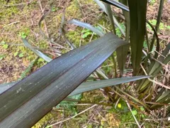New Zealand flax thumbnail 3