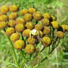 Goldenrod Crab Spider thumbnail 3